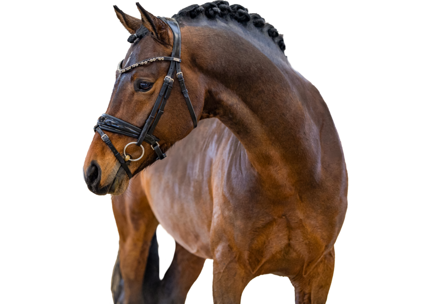 Weidners DARK KNIGHT